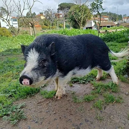 Casa Do Porco - Farm & No Douro Melres