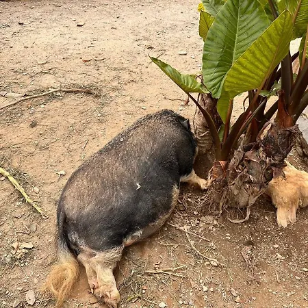 Casa Do Porco - Farm & No Douro Gasthuis 3*