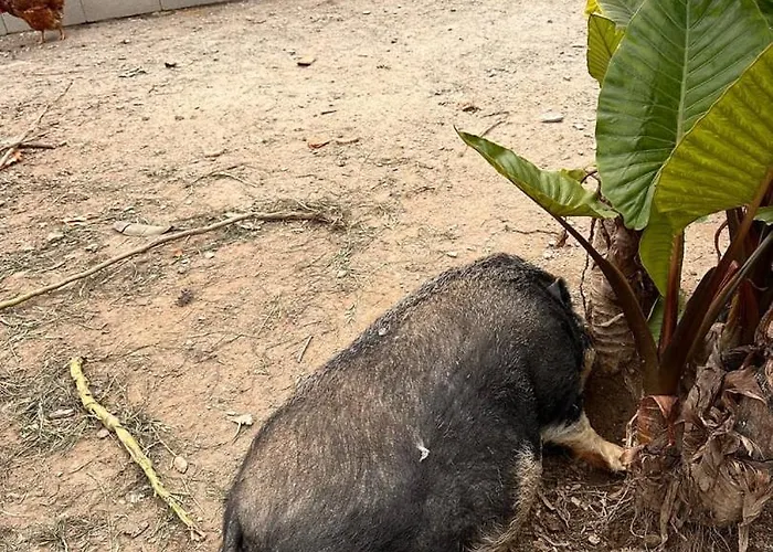 Casa Do Porco - Farm & No Douro