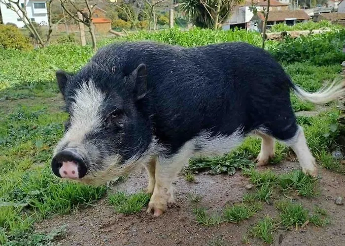 Casa Do Porco - Farm & No Douro Melres