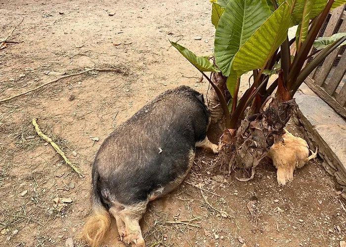 Casa Do Porco - Farm & No Douro 게스트하우스 3*